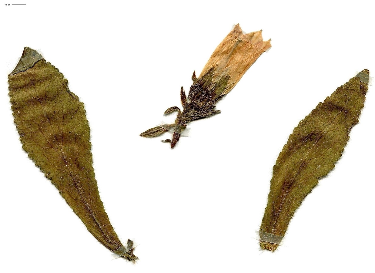 Campanula medium (Campanulaceae)
